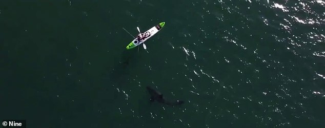 Fisherman Shares His Priceless Reaction As Great White Circles His Kayak 3