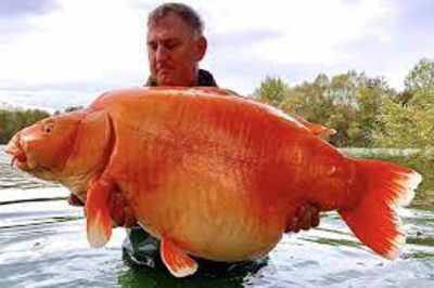 World’s Biggest Goldfish Caught