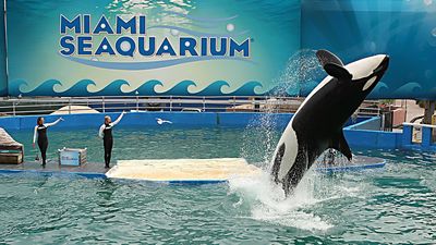 Oldest Killer Whale In Captivity To Be Released