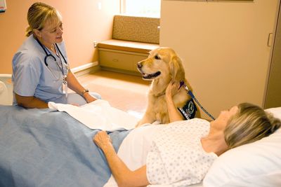 Belgian Hospital Urges Patients To Bring Dogs
