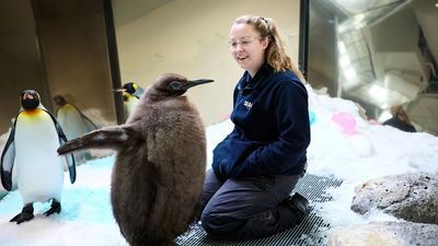 Pesto The Penguin Becomes International Sensation