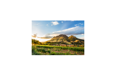 Wine region South Africa!