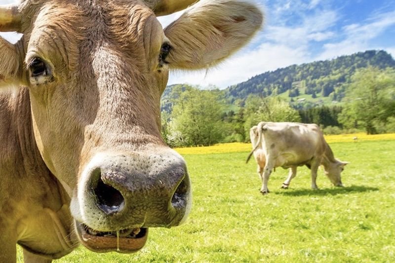 Video: Methane Emissions From Livestock Off By As Much As 10% 1