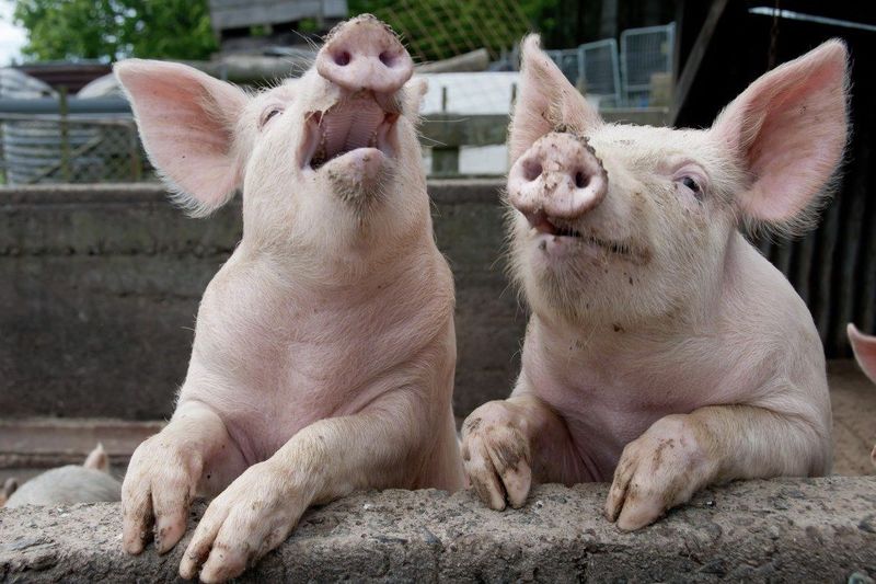Genetically Modified Thinner And Leaner Pigs 1
