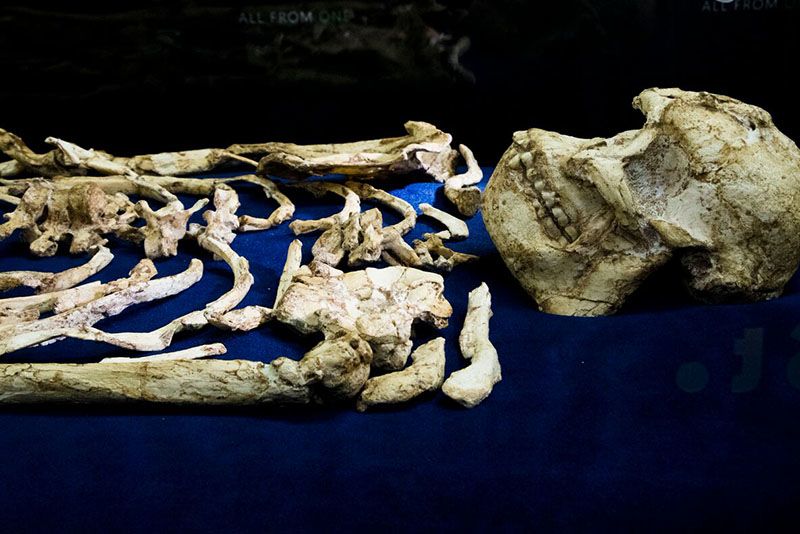 Video: Introducing 'little Foot' – Humans 3.67 Million Year Old Ancestor 1