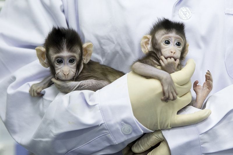 Video: China Creates The First Monkey Clones In A Laboratory 1