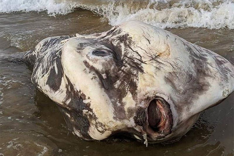 Tourists Stunned As Huge Rare Fish Washes Up On Australian Beach 1