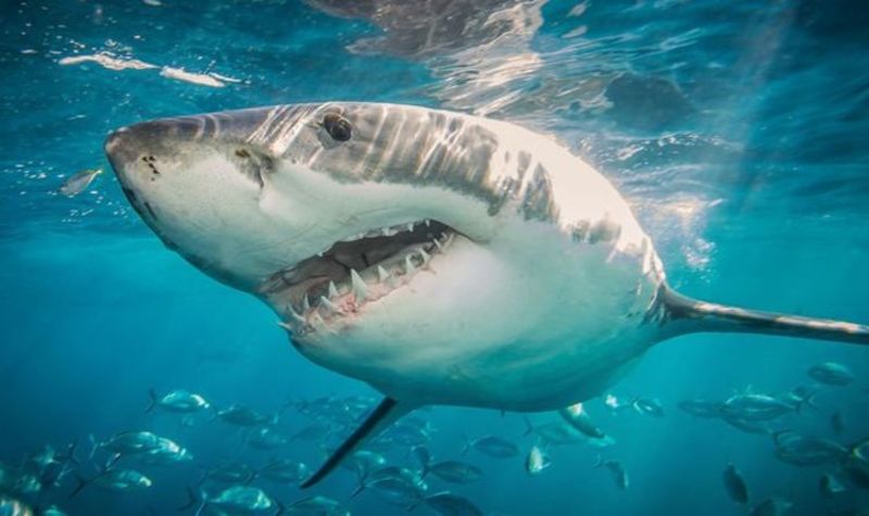 Mystery Monster Shark Devoured 9 Foot Research Great White 1