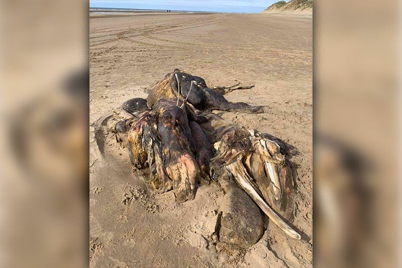 15-Foot Creature Washes Up On Beach And Sparks Questions 1
