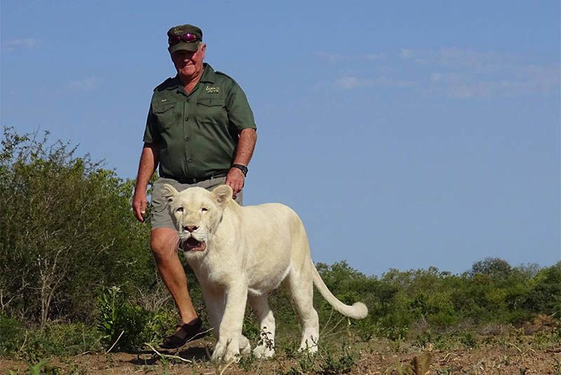 Conservationist West Mathewson Mauled By Own White Lions 1