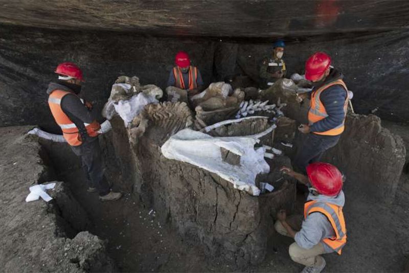 Hundreds Of Ancient Mammoth Skeletons Found In Mexican Grounds 1