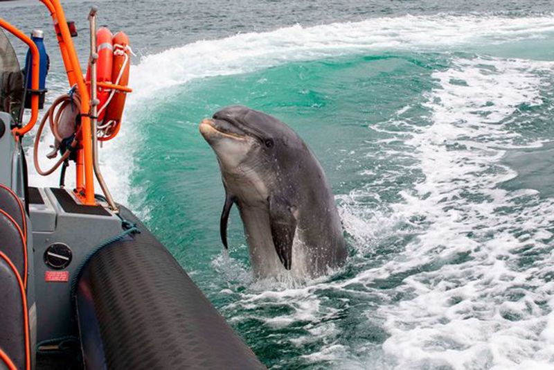 The Loving Irish Dolphin Fungie Has Disappeared From The Waters After 37 Years 1