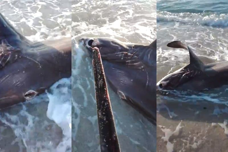 Shark Found Dead Due To Unusual Attack In The Ocean 1