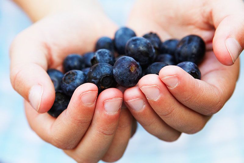 Row Over Blueberries Breeding Rights Turn Sour 1