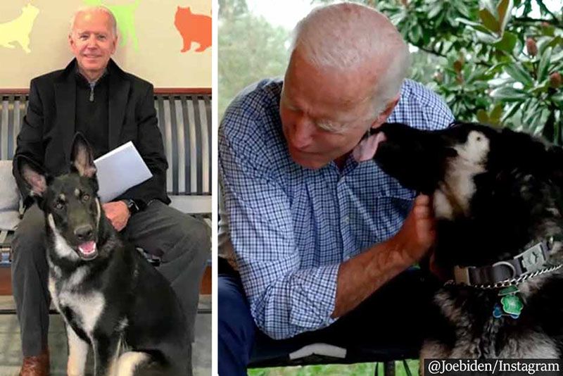 Joe Biden’s Furry Friend Will Be The First Rescued Dog In The White House 1