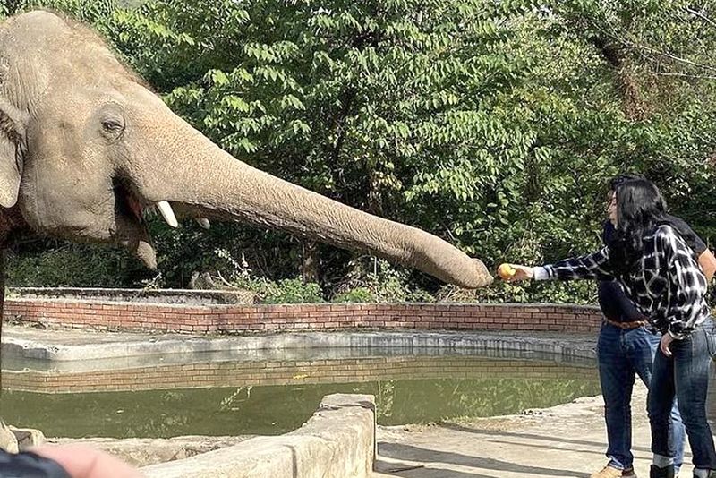 Cher Meets 'World's Loneliest Elephant' In Pakistan Zoo And Secures His Trip To New Sanctuary 1
