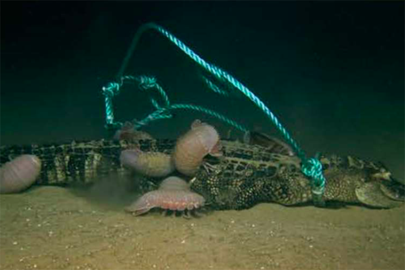 Scientists Dropped Dead Alligators Onto The Seafloor, And Discovered a New Bone-Eating Creature 1
