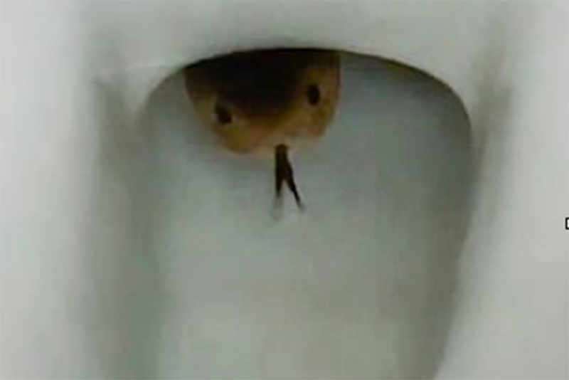 Cambodian Man Spots Terrifying Cobra Slithering Into His Toilet Bowl 1