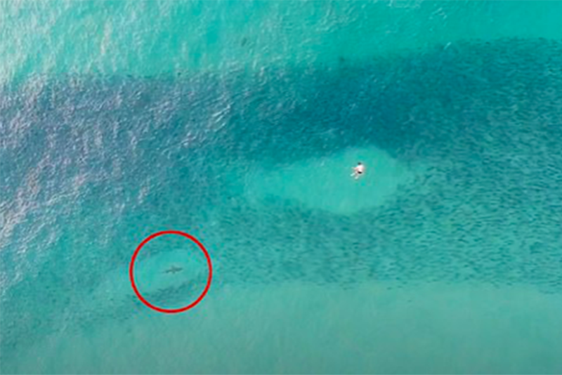 Shocking Moment Swimmers Swim Over Man-Eating Sharks At Bondi Beach 1