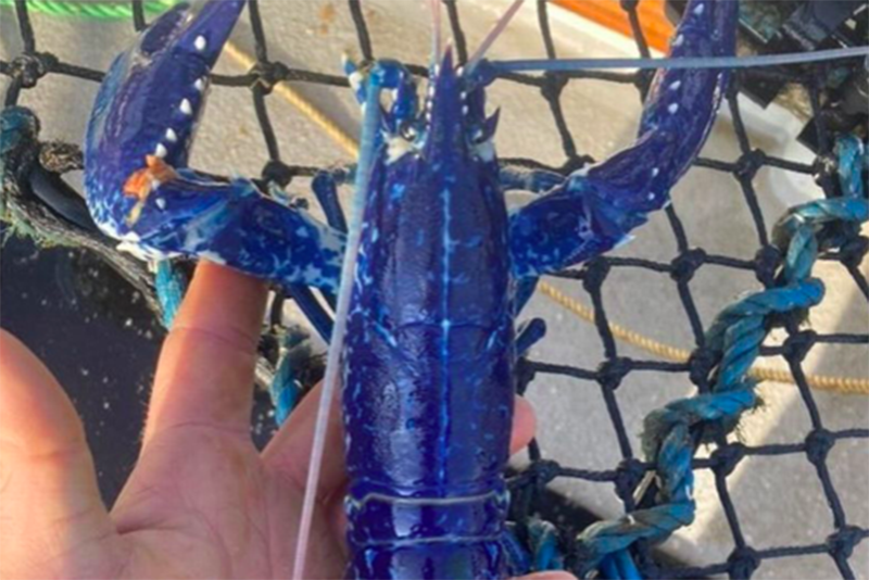 Fisherman Struck Luck When He Catches Rare Blue Lobster Off Cornish Coast 1