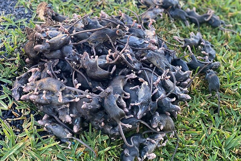 Mice Plague Forces Australian Prison To Evacuate Inmates 1