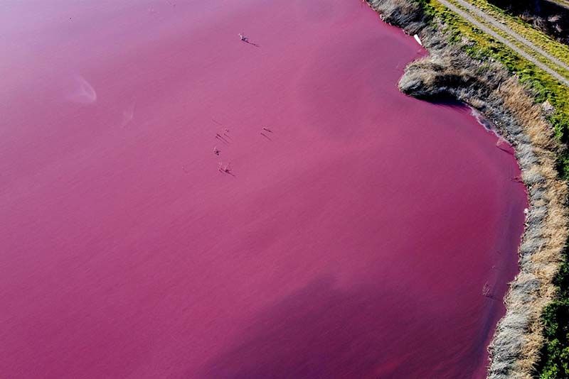 Lagoon In Argentina Turned Bright Pink 1