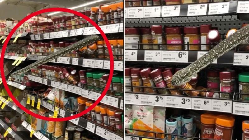 Snake Surprises Shoppers In Australia 1