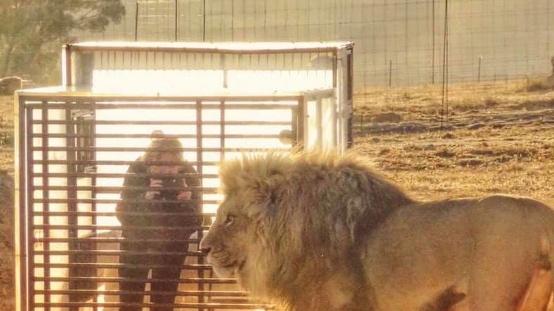 Get Up Close And Personal At Lion Sanctuary In Harrismith 1