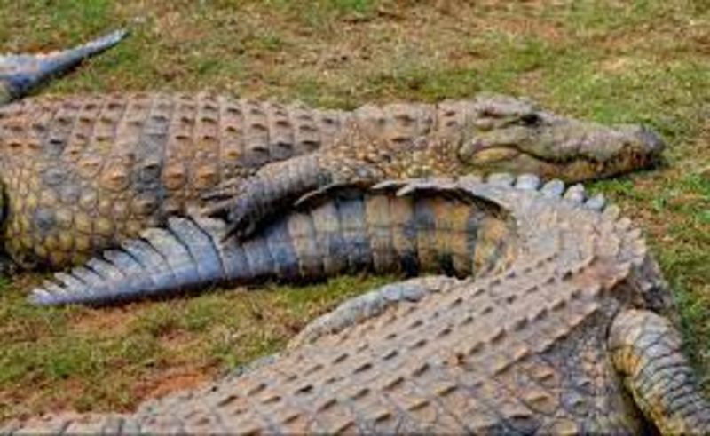 World’s Oldest Nile Crocodile Turns 121 1