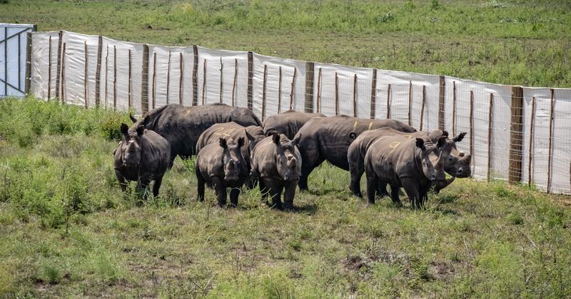 White Rhinos Relocated To Rwanda 1