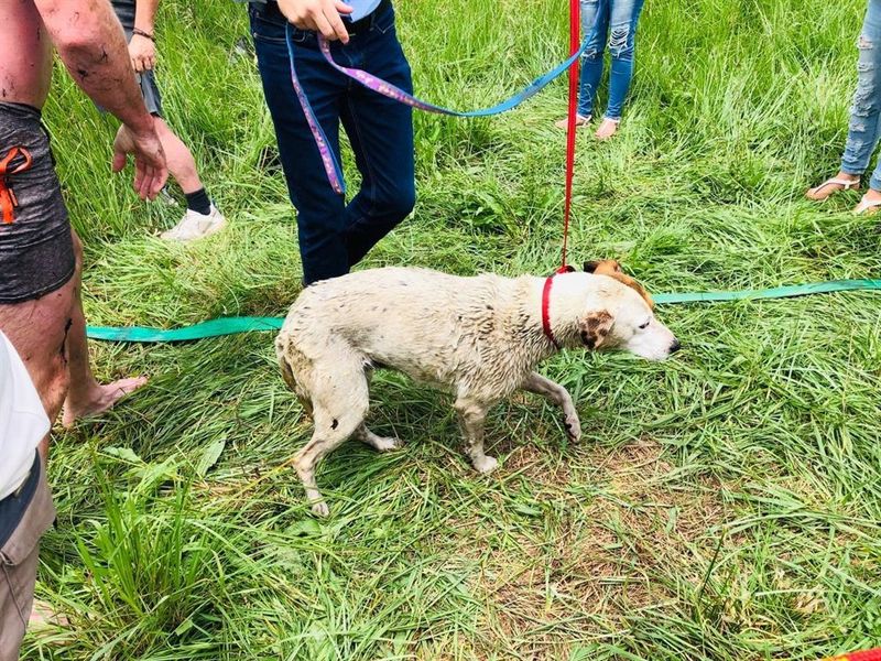 Dog And Security Guard Rescued From East Rand Dam 1