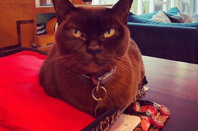 Cat Travels 700KM In Neighbour’s Engine 1