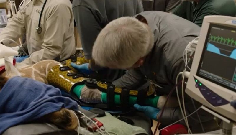 Baby Giraffe Fitted With Leg Braces 1