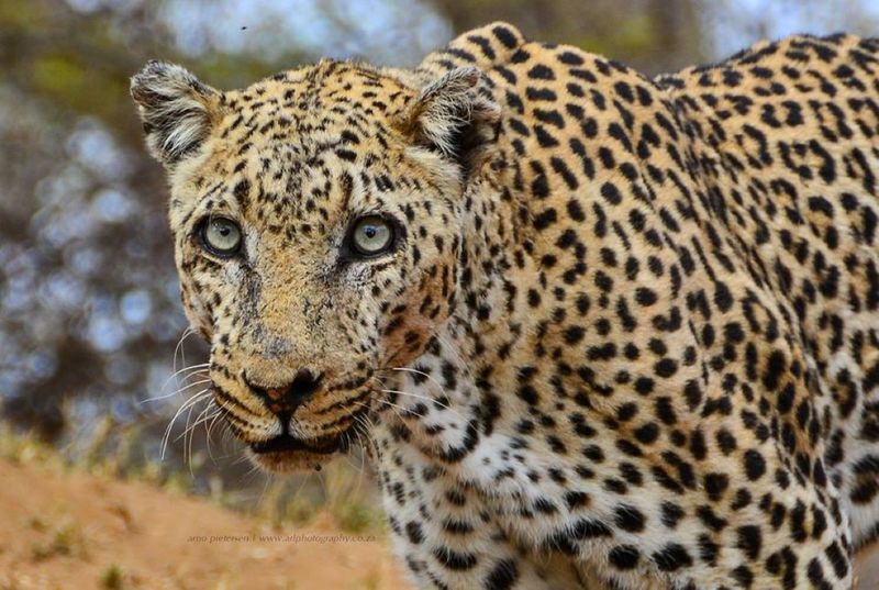 Leopard Euthanised In Kruger National Park After Attacking Employee 1
