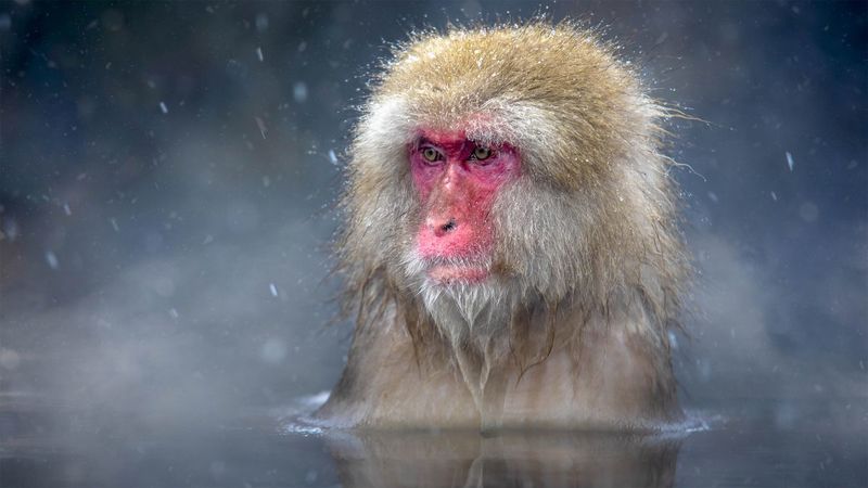 Monkey Terrorises Japanese City 1