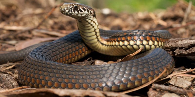 Toddler Bites Snake That Bit Her, Killing It 1