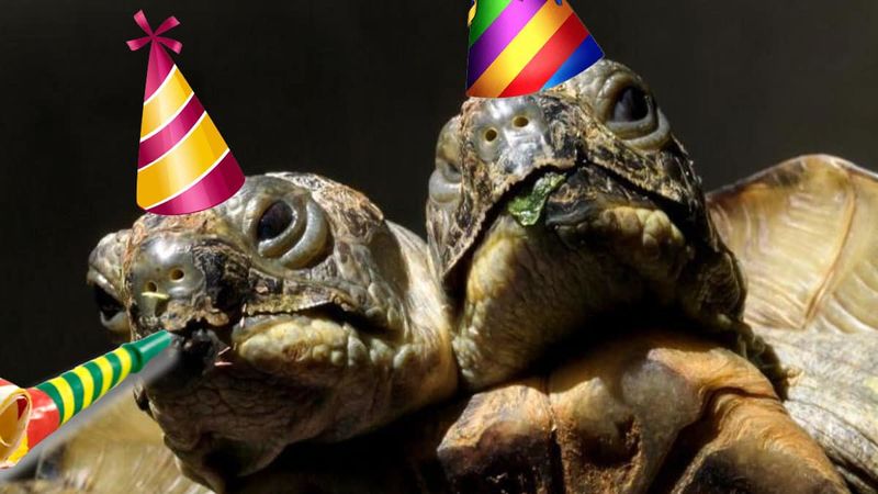 Janus The Two-Headed Tortoise Turns 25 1