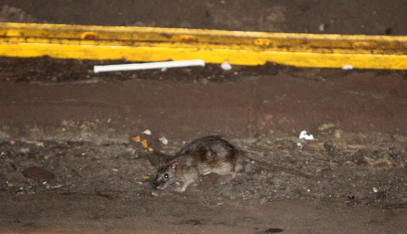 NYC Advertising For New Rat Director 1