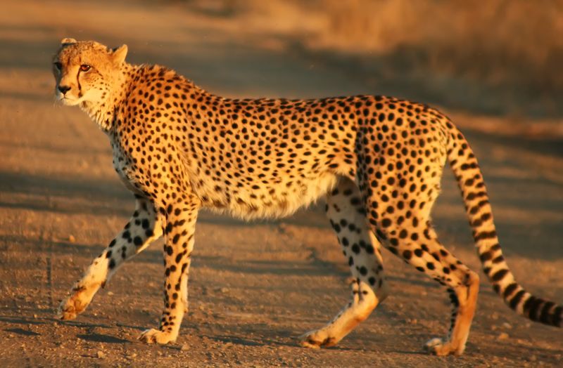 South Africa To Send Cheetahs To India 1