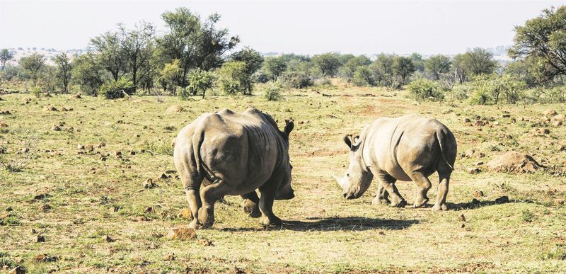 White Rhinos To Go On Auction 1