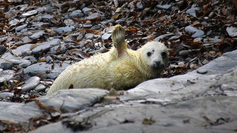 Seal Counters Wanted On Isle Of Man 1