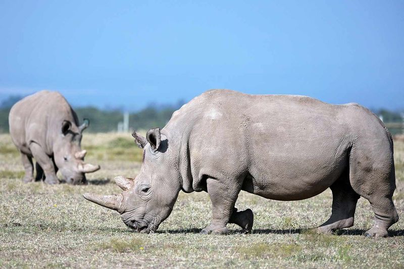 Rhino Species Saved Thanks To IVF 1