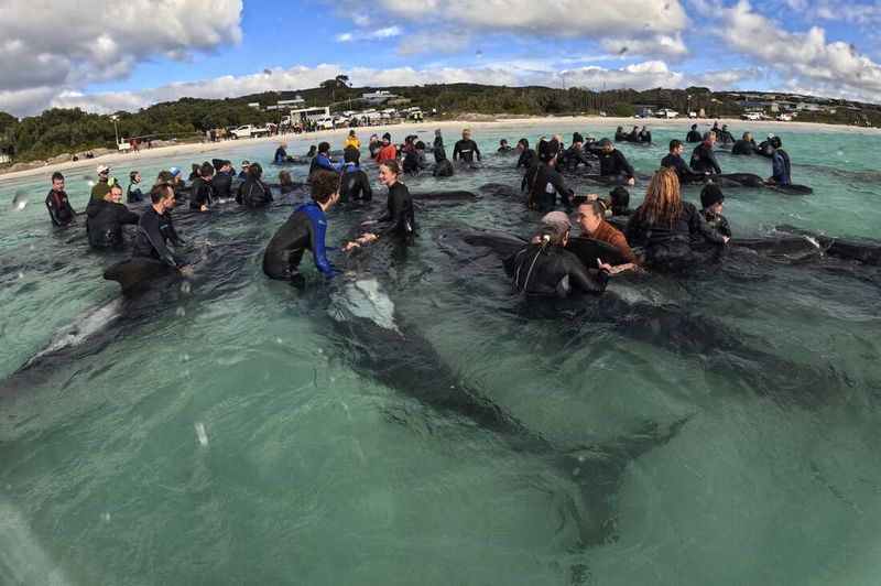 160 Whales Beached In Australia 1