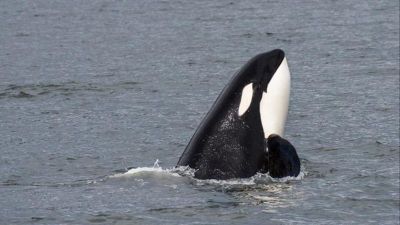 Orcas Sink Yacht 1