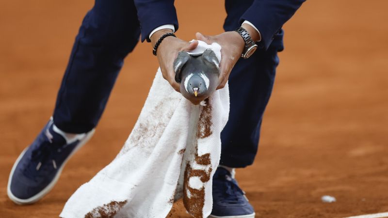 French Open Umpire Saves Pigeon 1