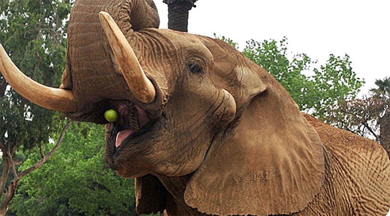 SA’s Last Zoo Elephant Released Into Wild 1