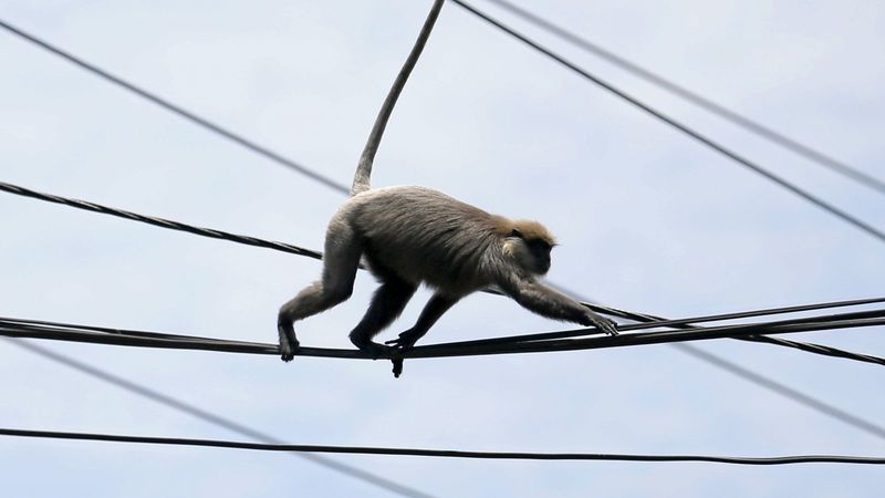 Monkey Blamed For Sri Lankan Blackout 1