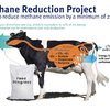 Video: Methane Emissions From Livestock Off By As Much As 10% 3