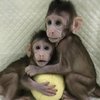 Video: China Creates The First Monkey Clones In A Laboratory 2