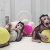 Video: China Creates The First Monkey Clones In A Laboratory 4